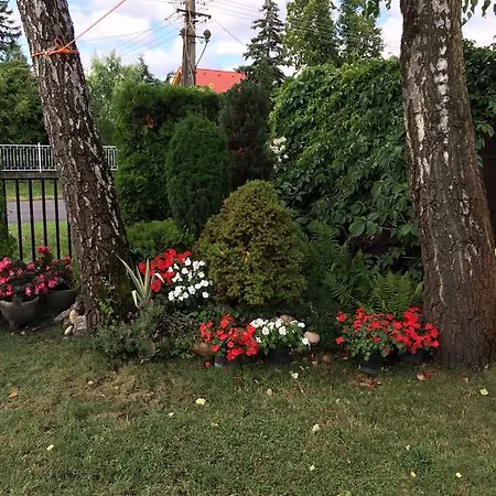 Rózsa Balatonboglár